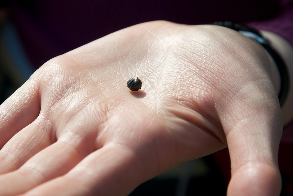 Pillbug, or rolly poly