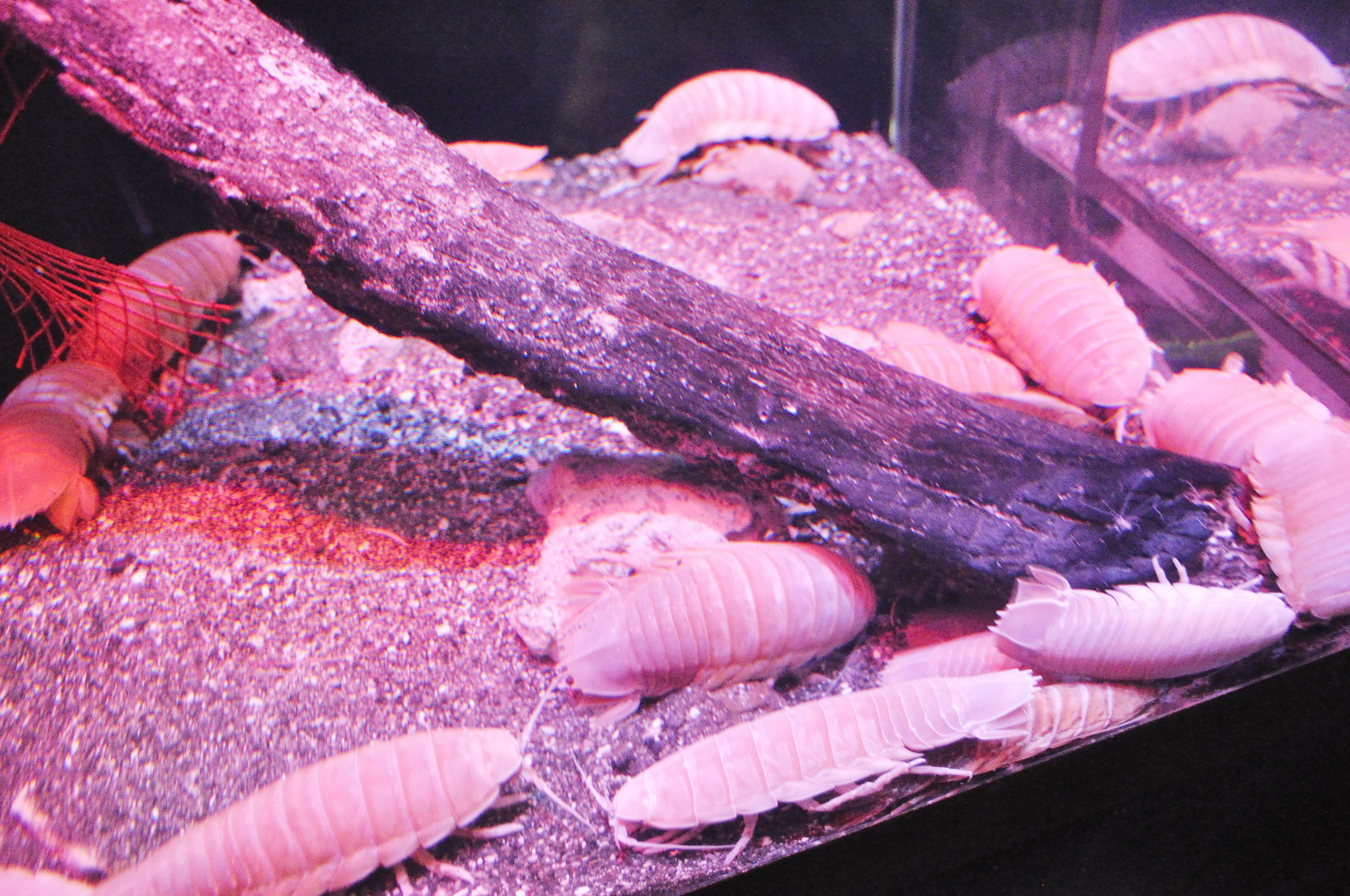 Isopods in terrarium