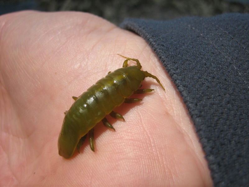 Green isopod on hand