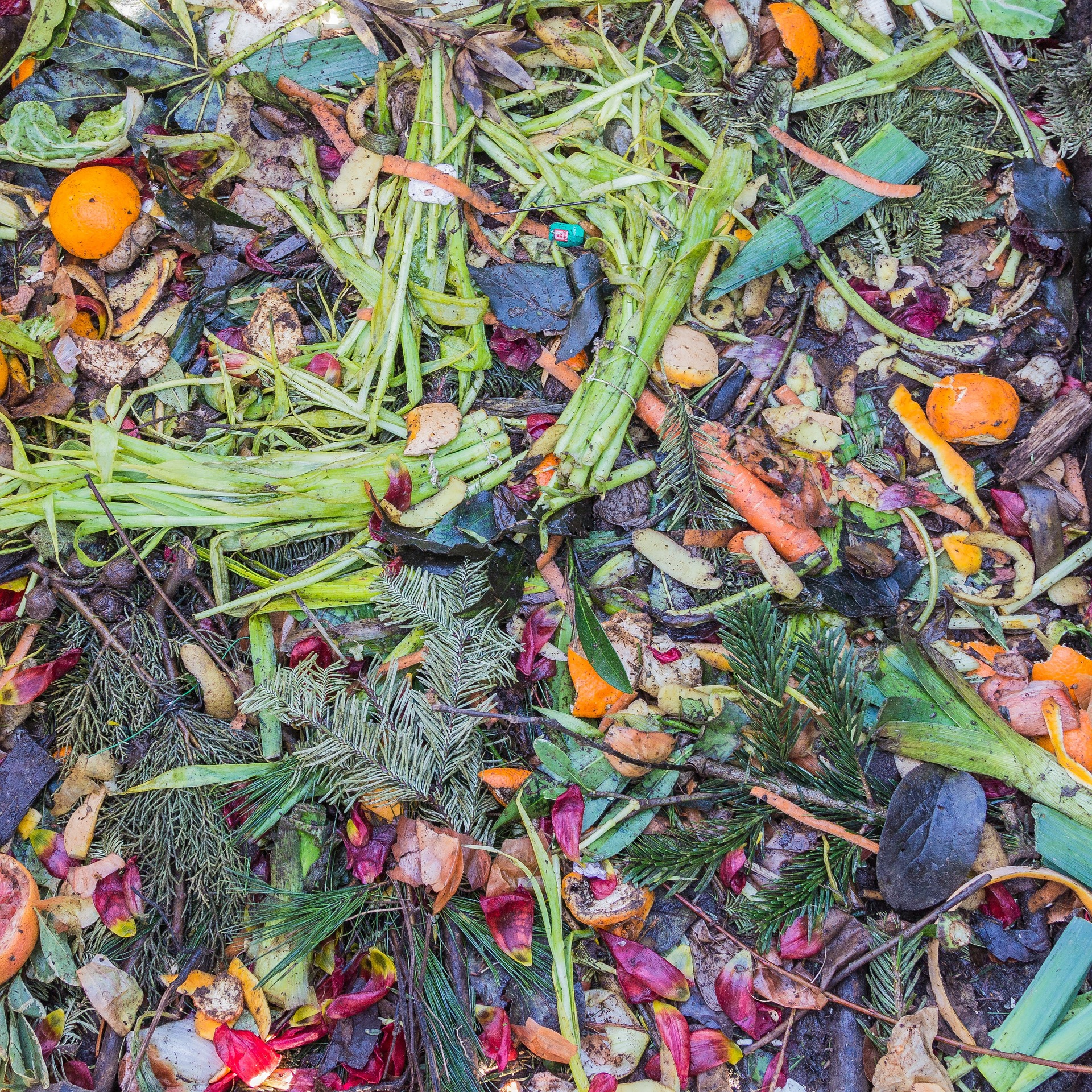 Photo of food scraps and compost ingredients