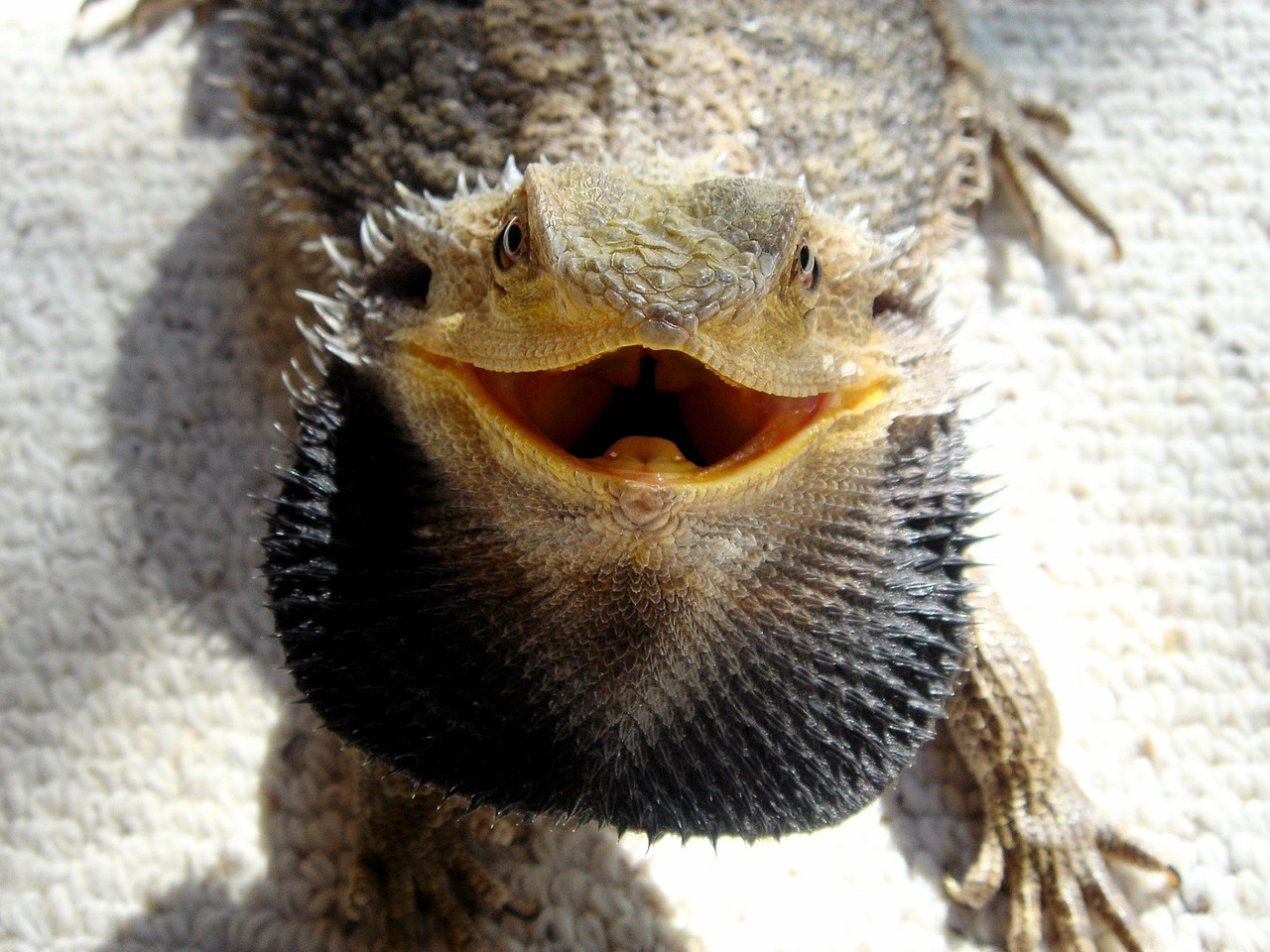 Photo of bearded dragon with open mouth