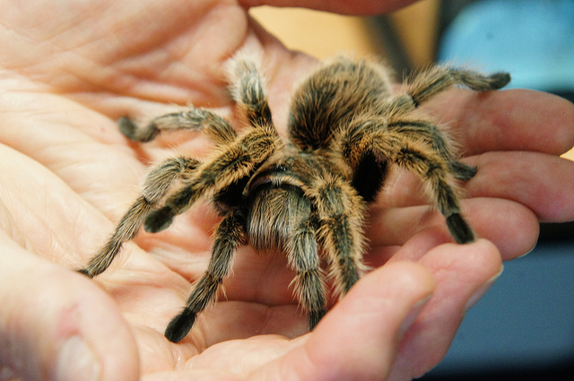 Photo of hands holding Chilean rose tarantula