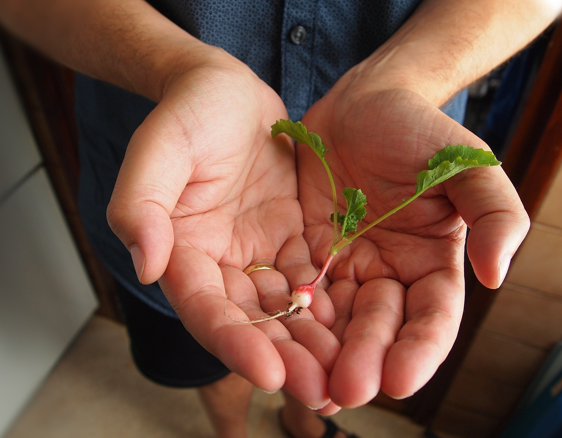 Photo of man holding tiny radish in his hands