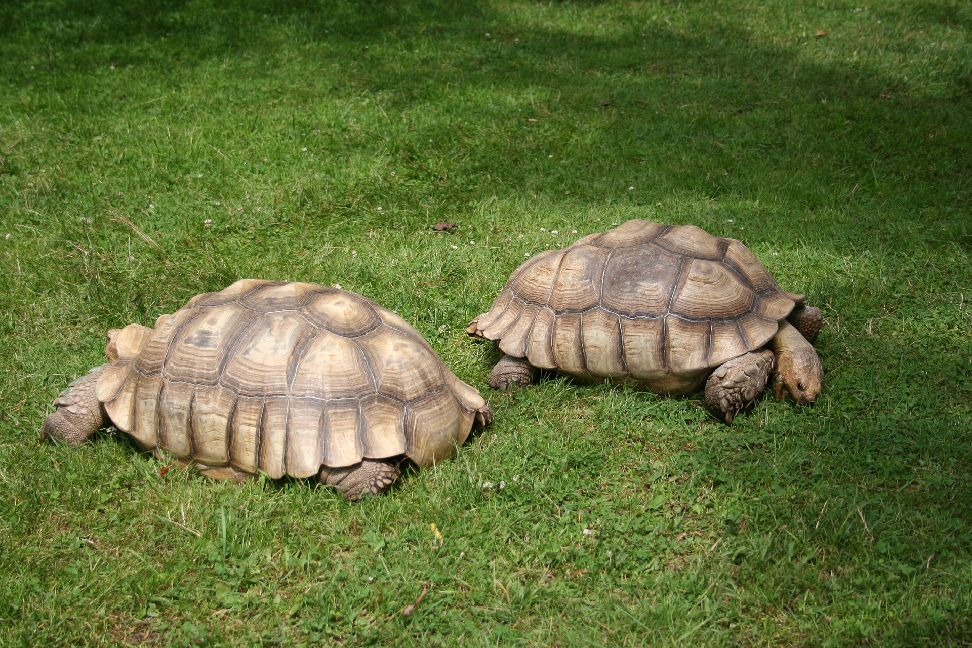 best uvb bulb for sulcata tortoise