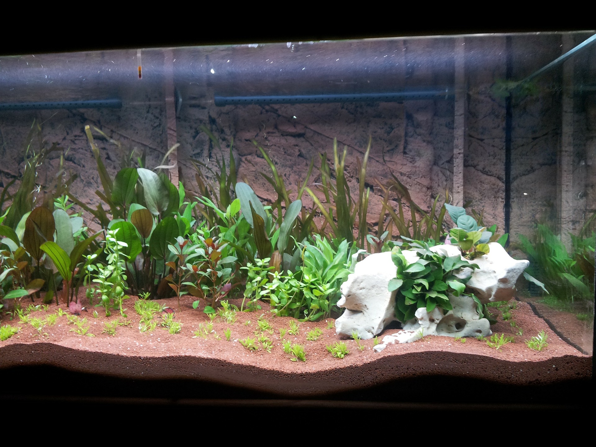 Aquarium with plants