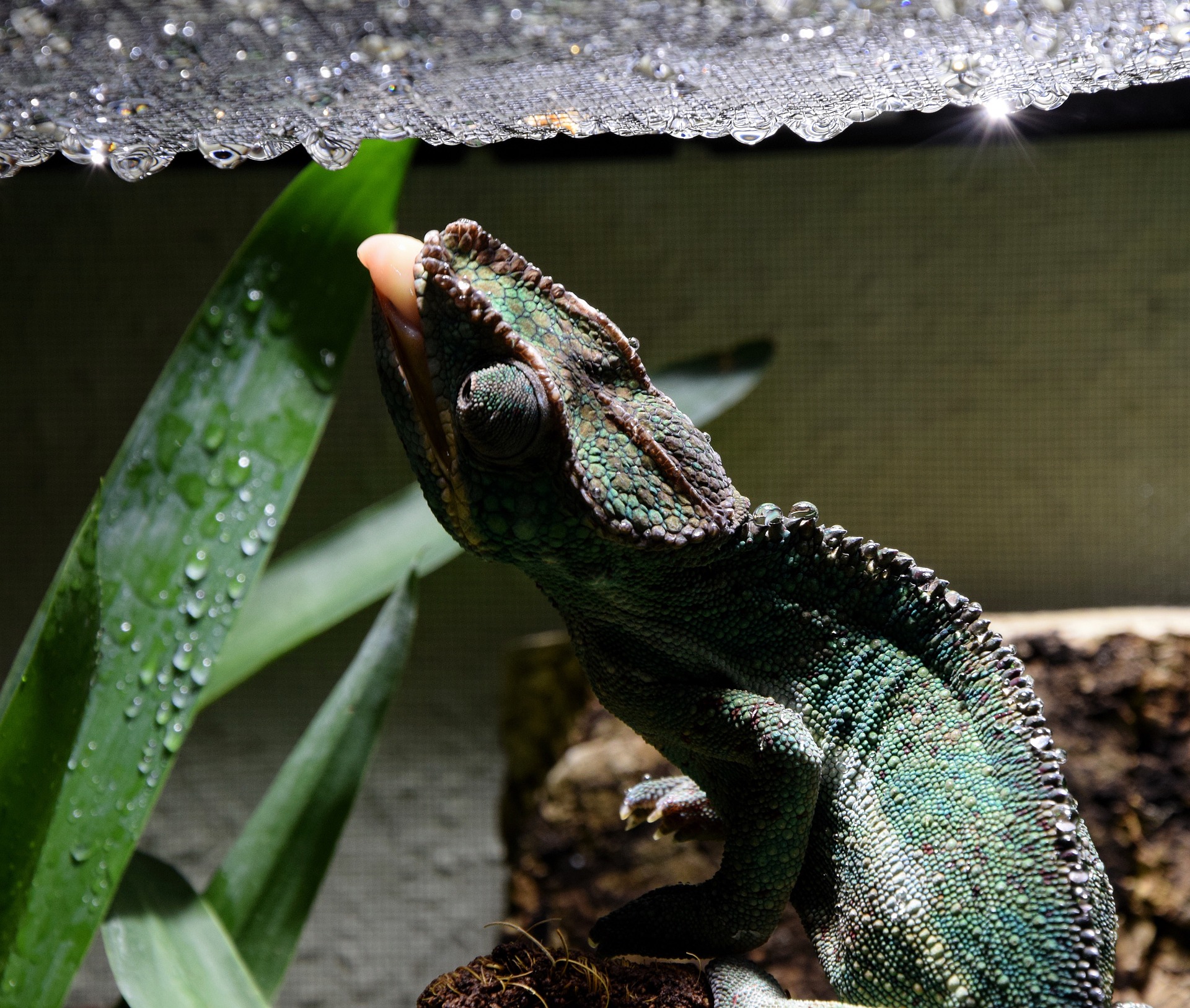 Chameleon licking water droplets