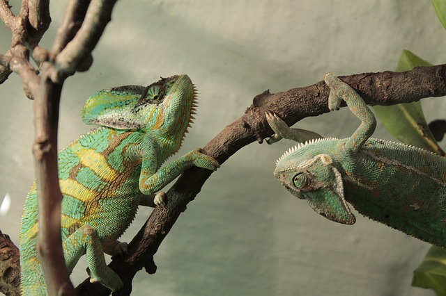 Photo of two chameloens on the same branch