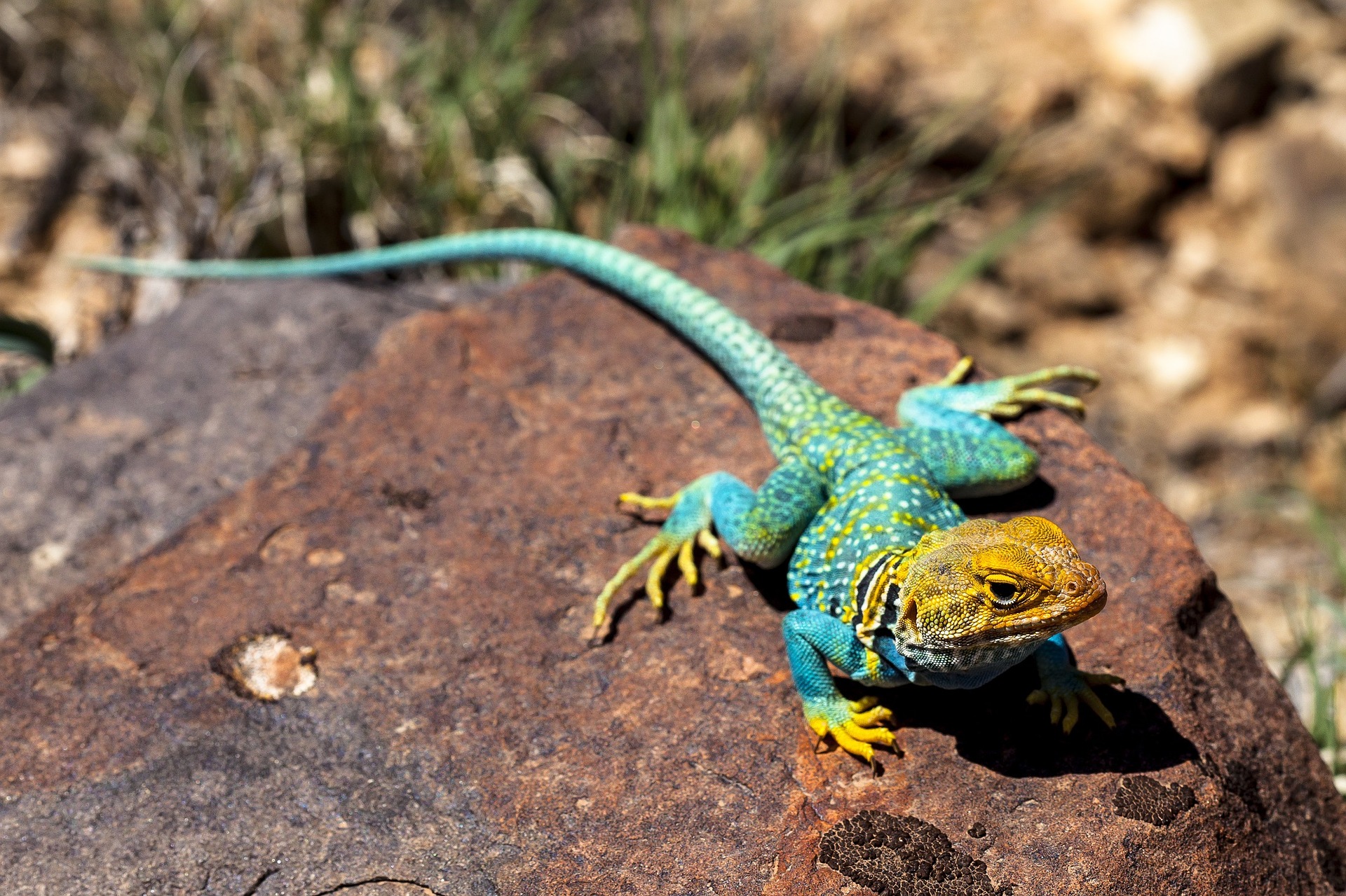 Collared lizard on rock outside