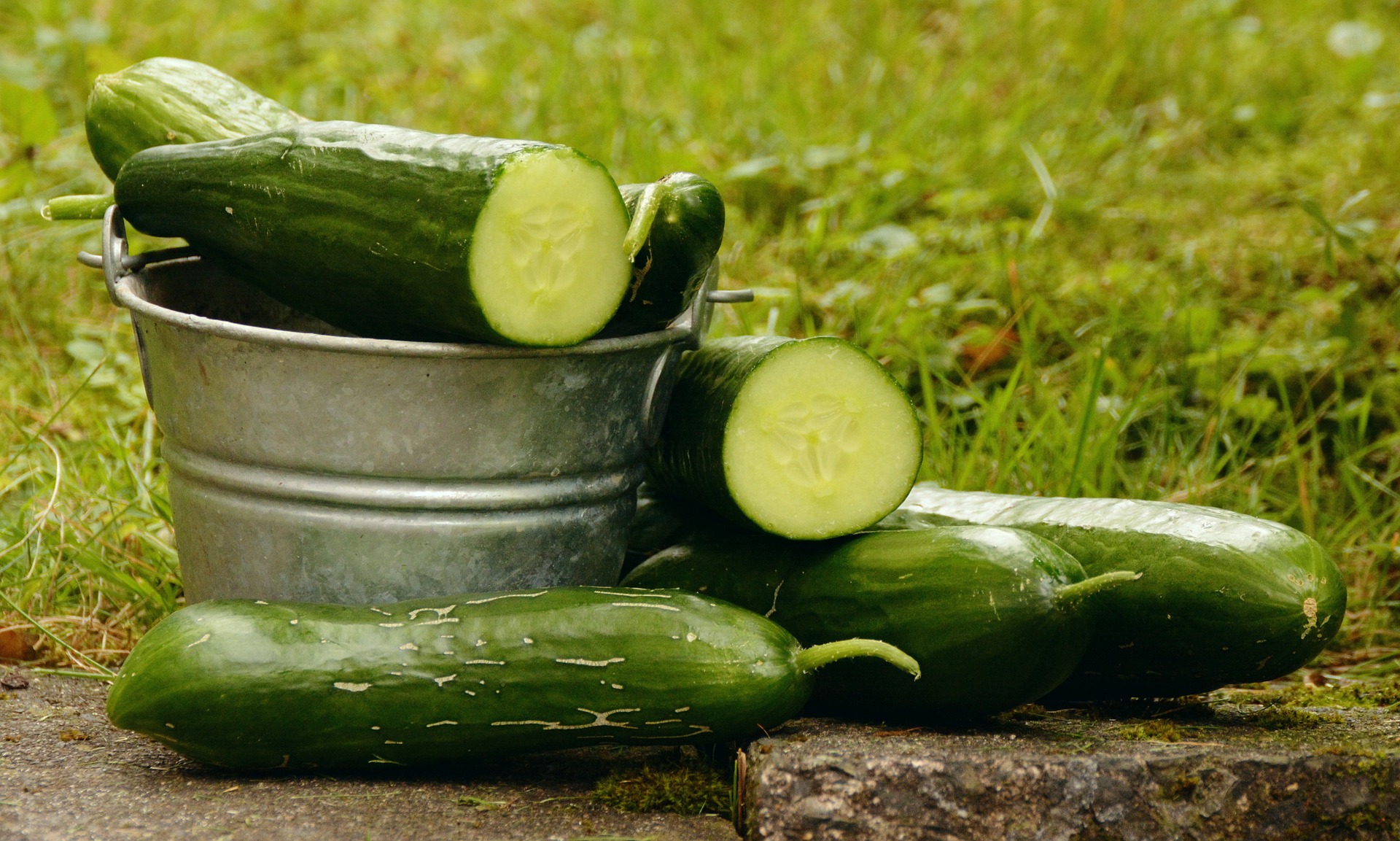 Bucket of cucumbers