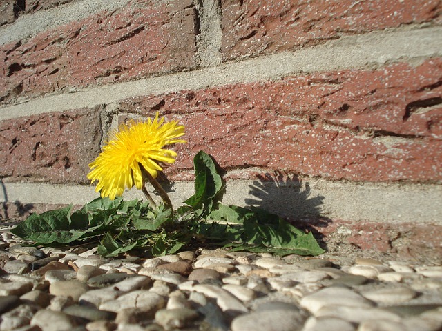 Photo of dandelion growing in rocks