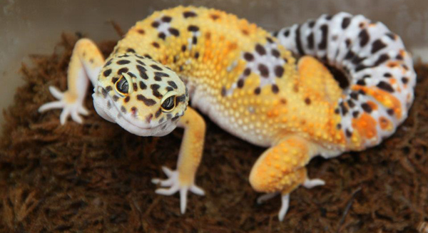 Leopard gecko looking at camera