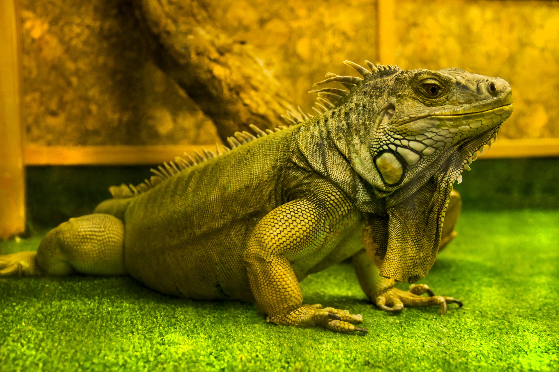 Iguana on terrarium liner
