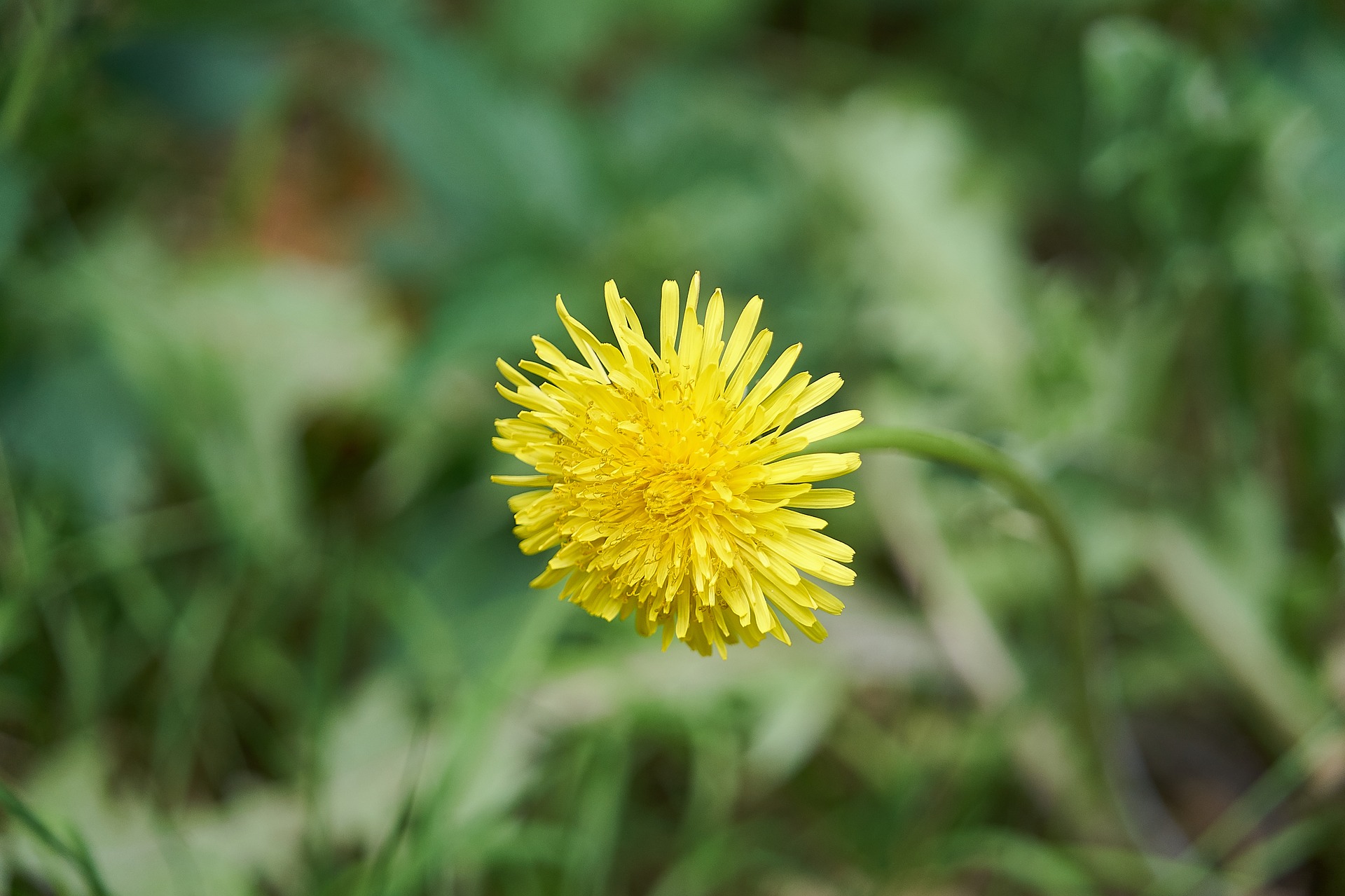 Photo of dandelion in grass