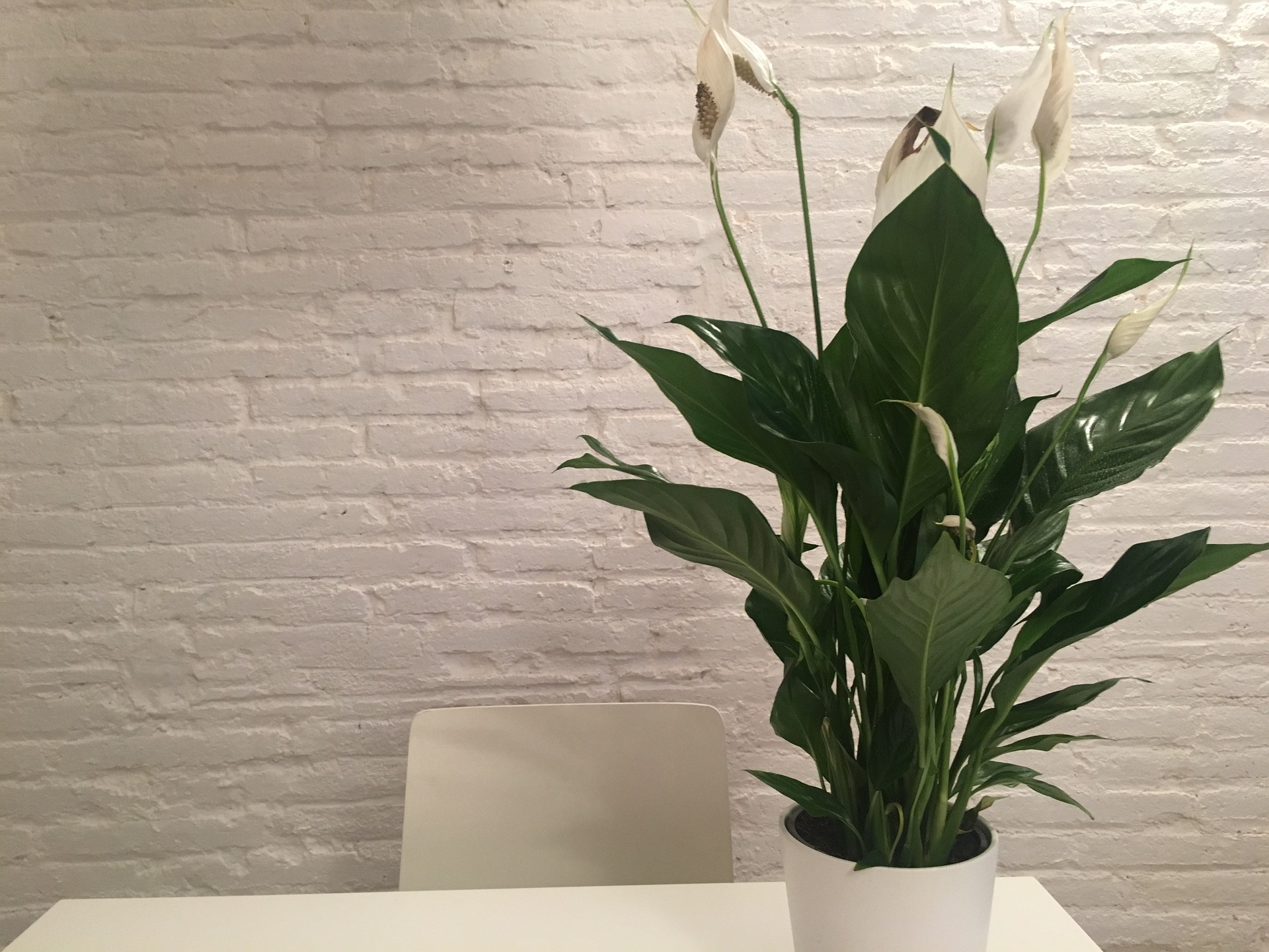 Photo of peace lily on a white desk