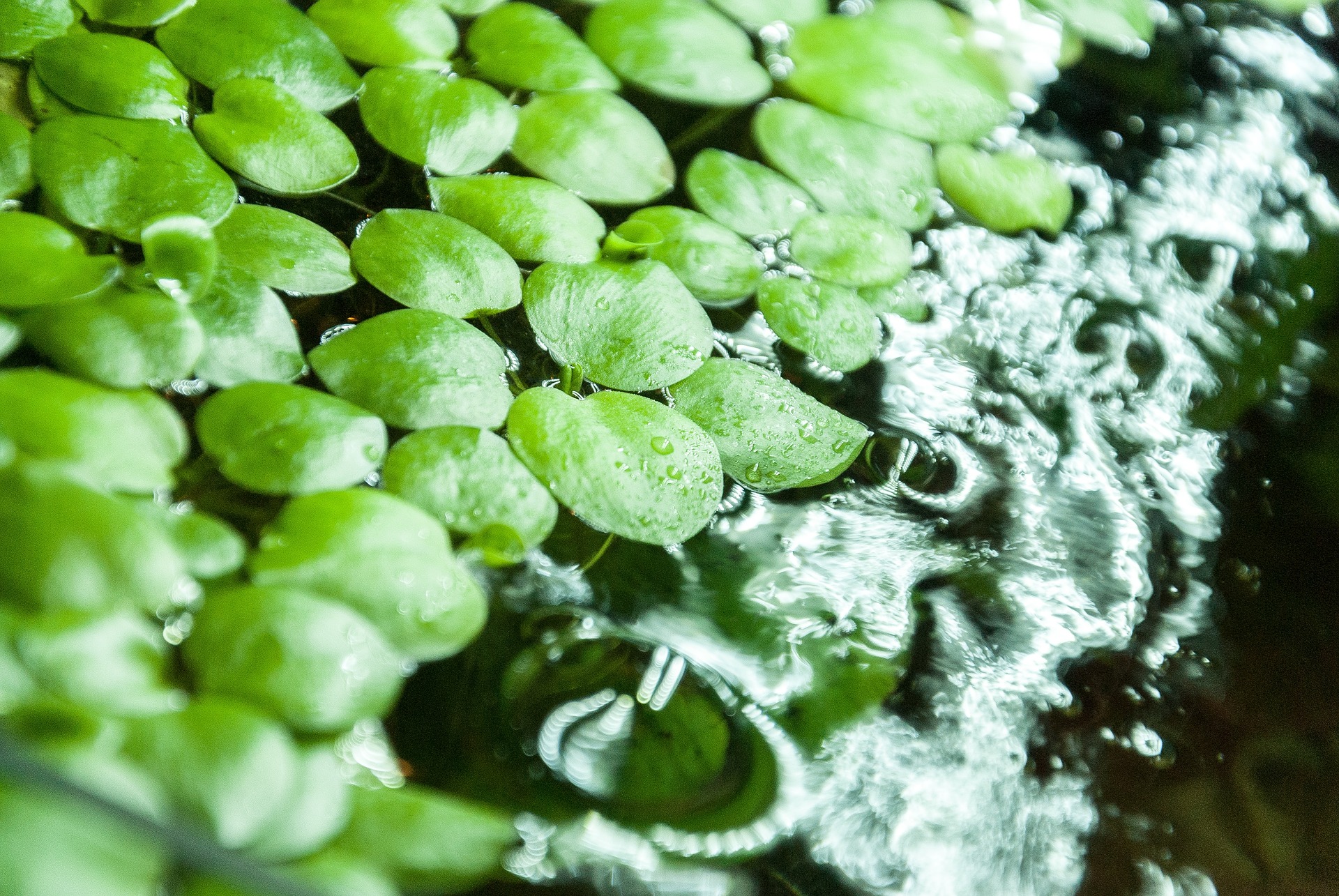 Aquatic plants floating on water surface