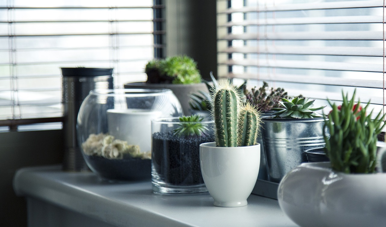 Photo of plants near window