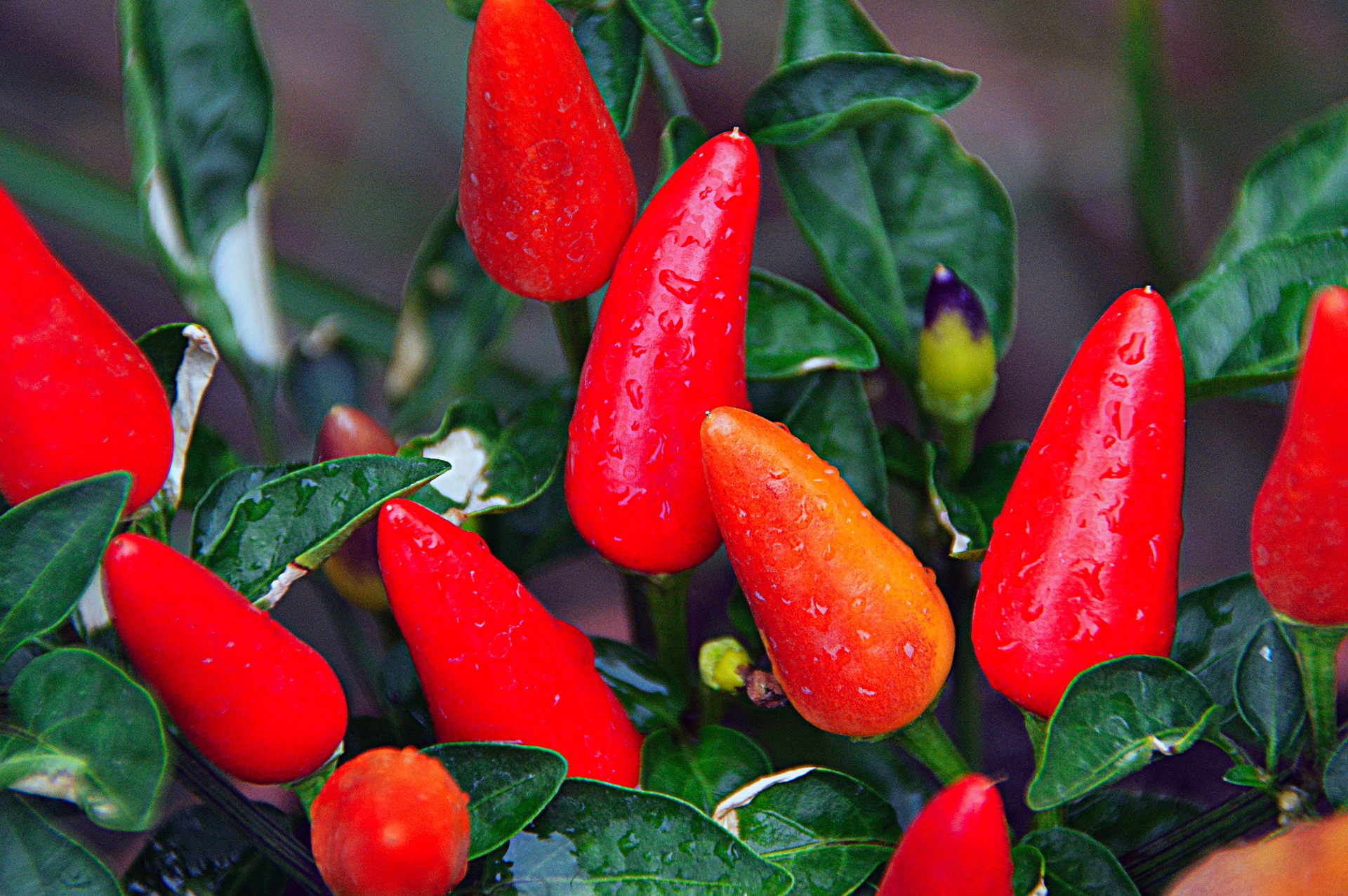 Photo of pepper plant