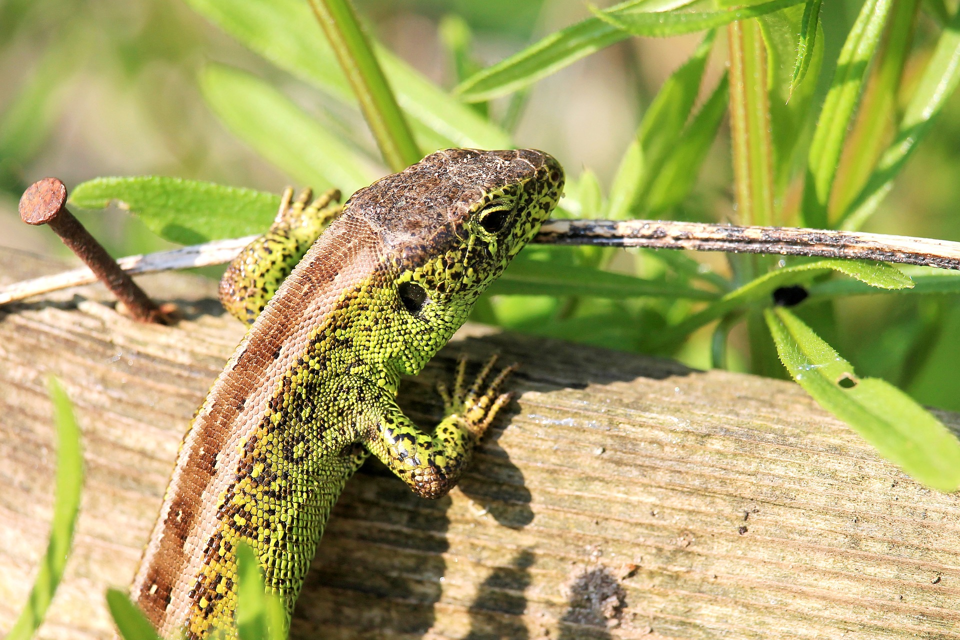 Lizard climbing a branch