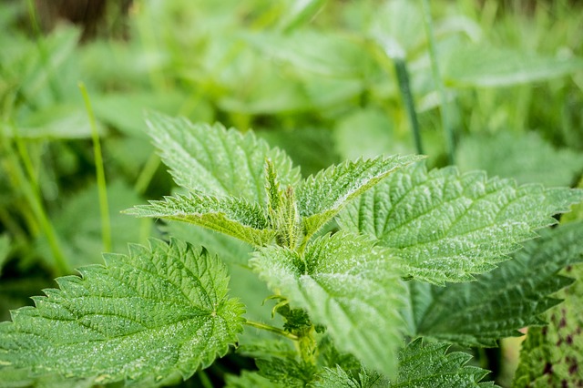 Photo of stinging nettle plants