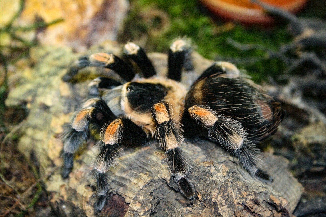 exotic tarantulas