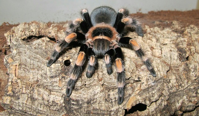 Photo of Mexican red knee tarantula in terrarium