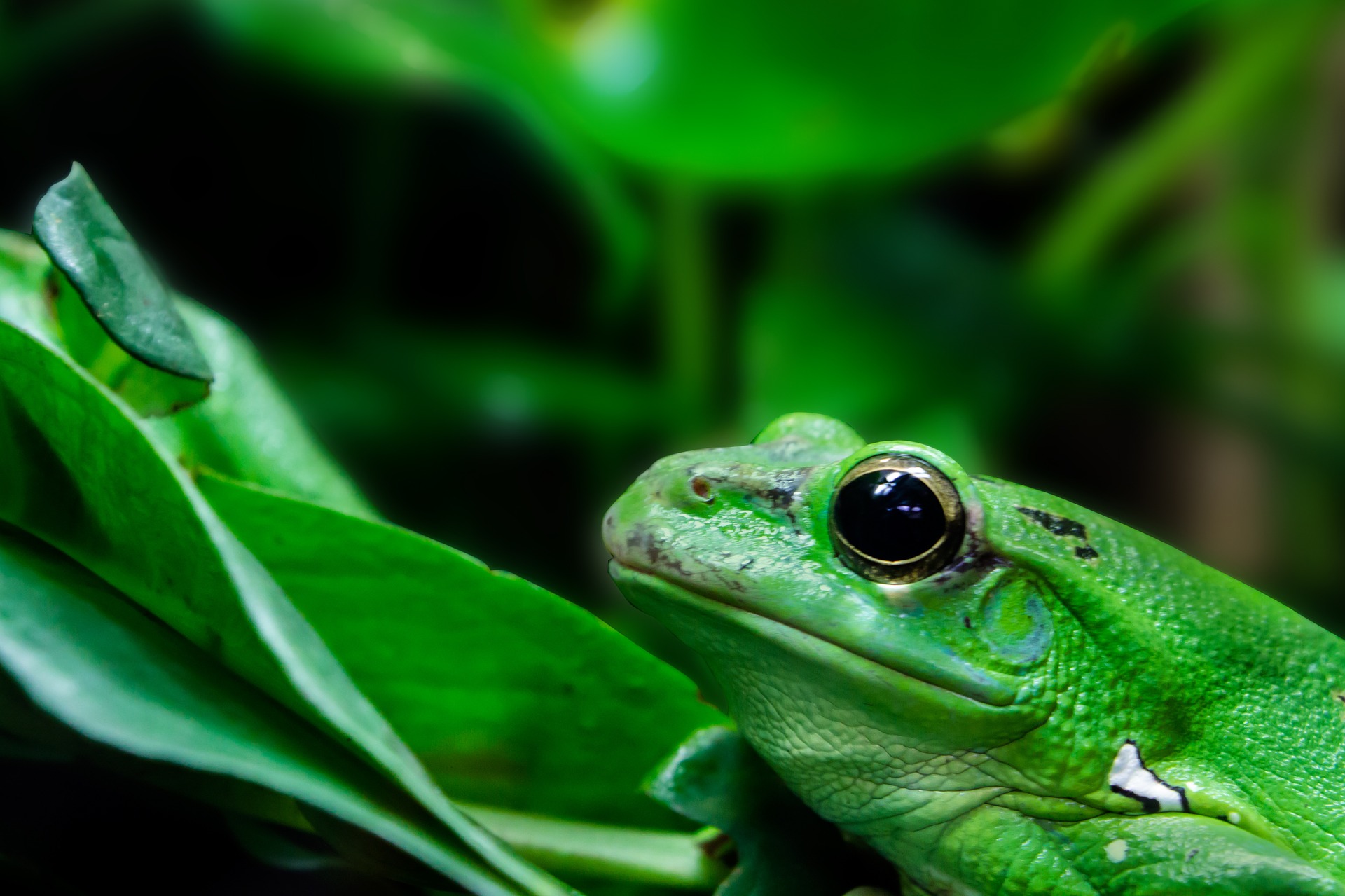 Frog by leaves