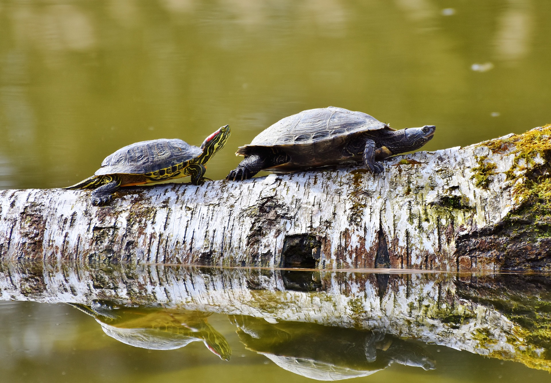 Turtles on a log