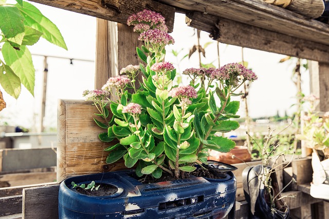 Photo of plants in repurposed containers