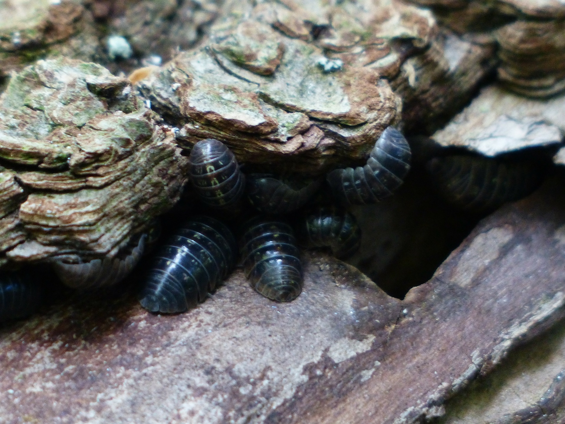 Isopods on rocks