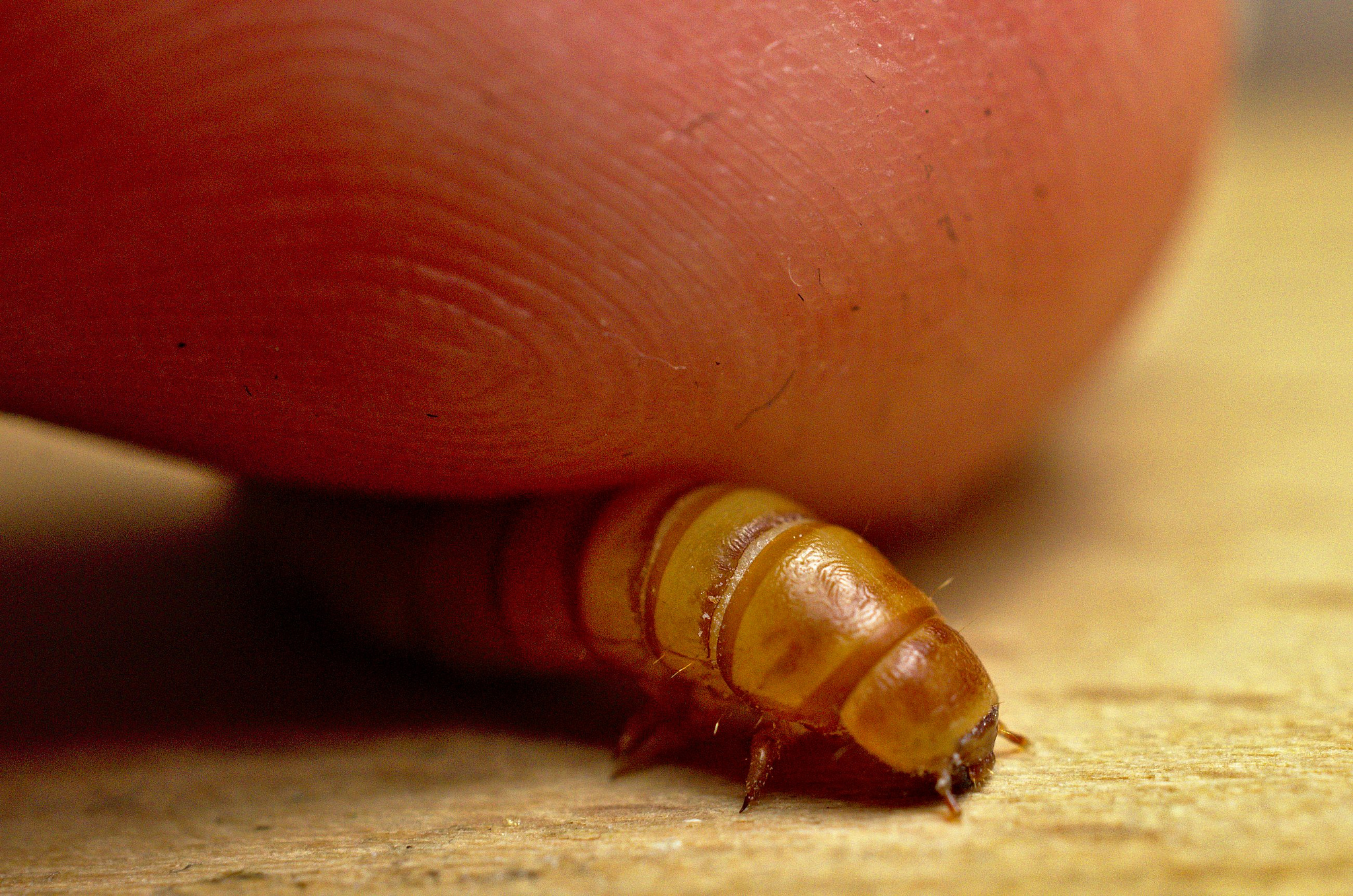 Mealworm held under a finger