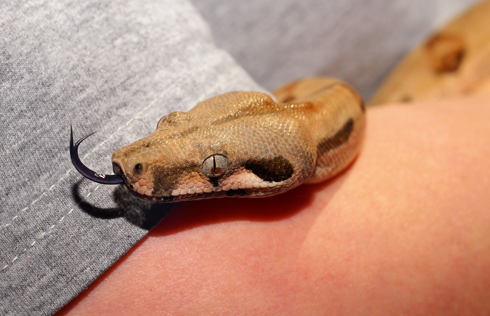 Pet snake on arm