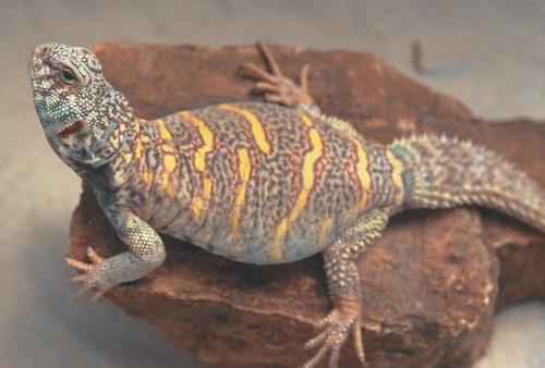 Uromastyx bedding sales