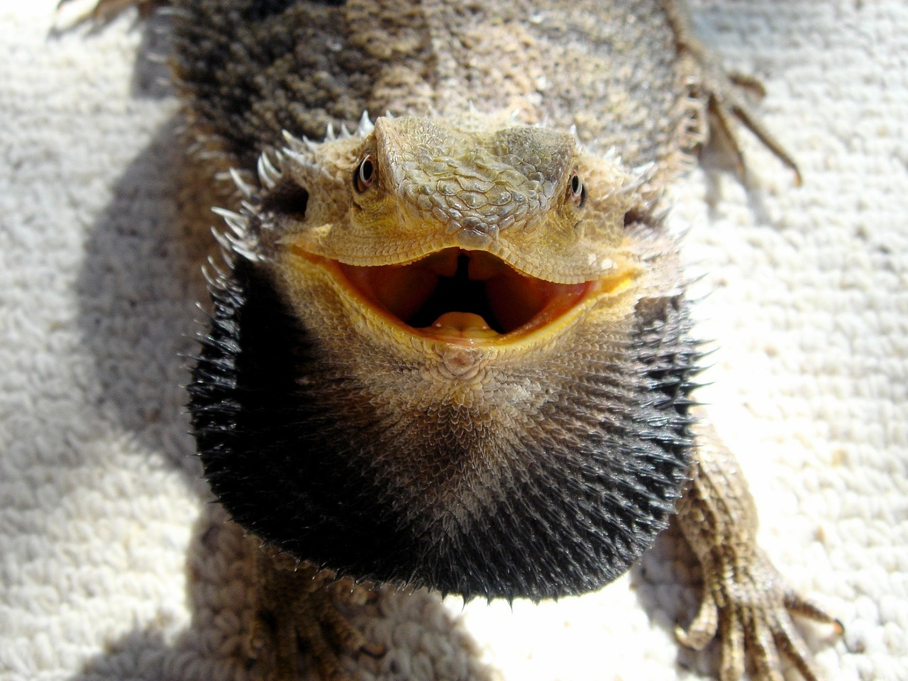 do dogs and lizards get along