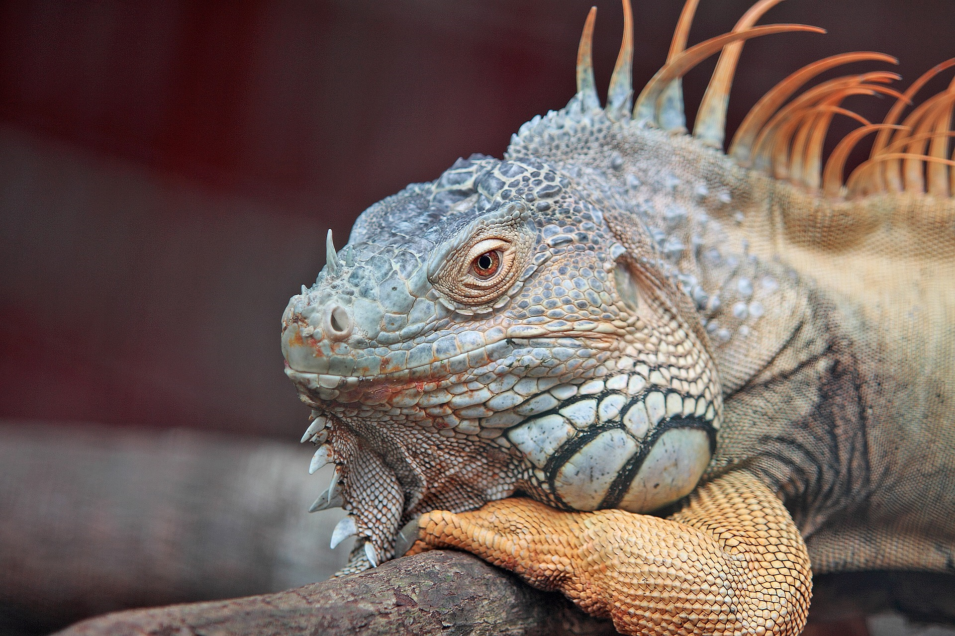 Photo of lounging iguana