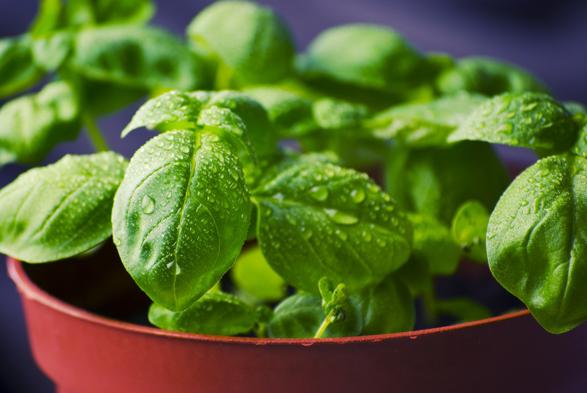 Basil plant