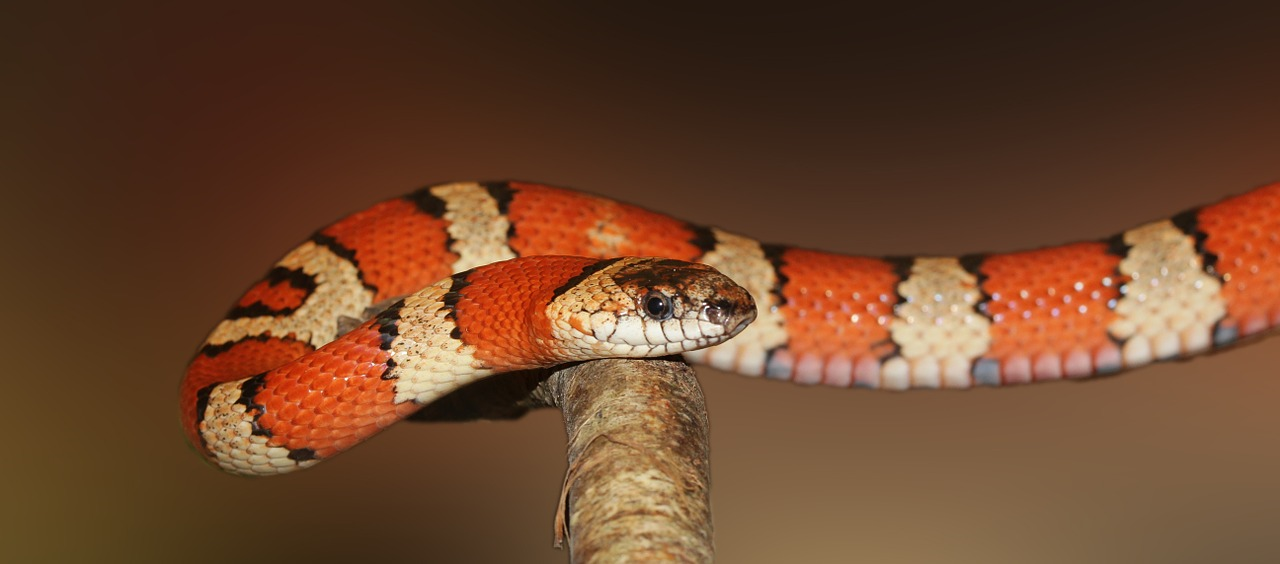 snake eating live mouse