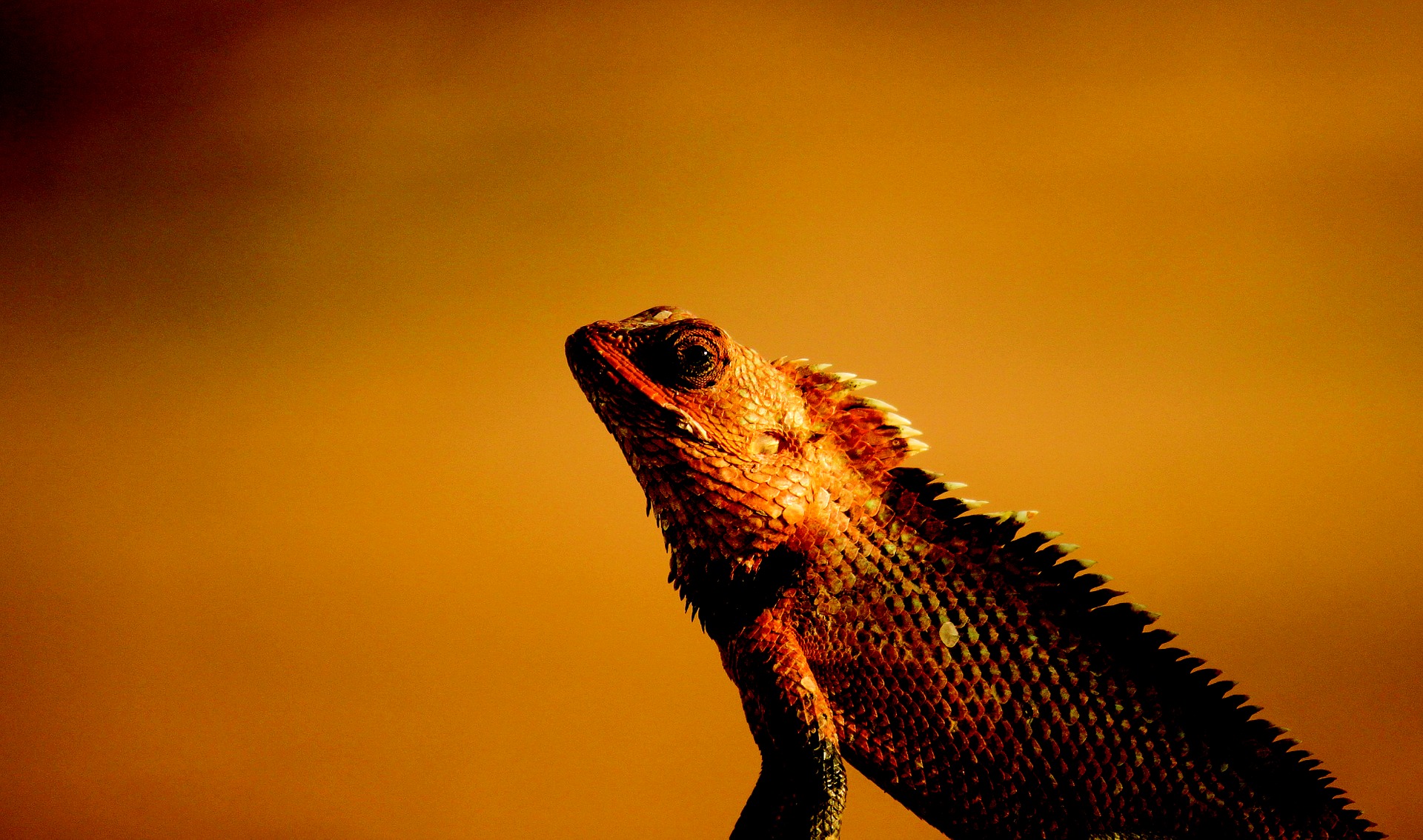 Bearded dragon