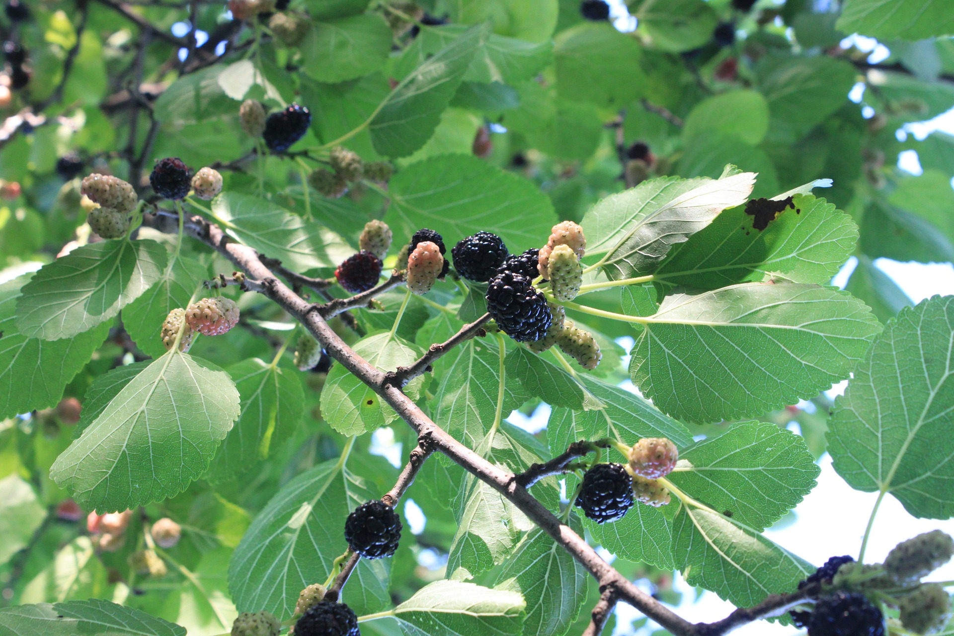Mulberry branch, leaves, and berries
