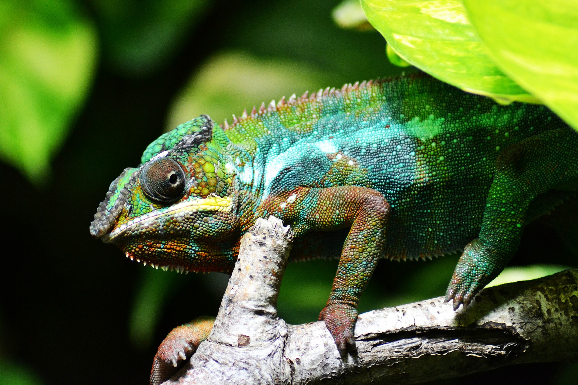 Side view photo of chameleon on branch