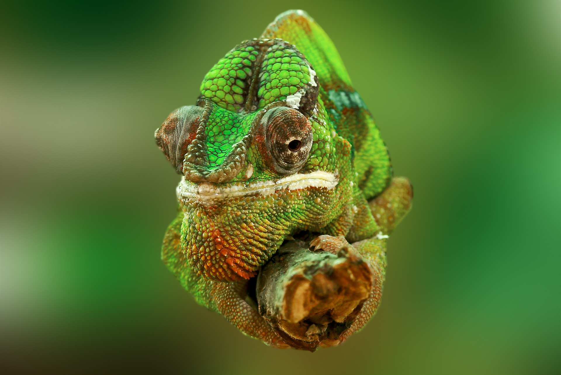 Photo of chameleon on branch