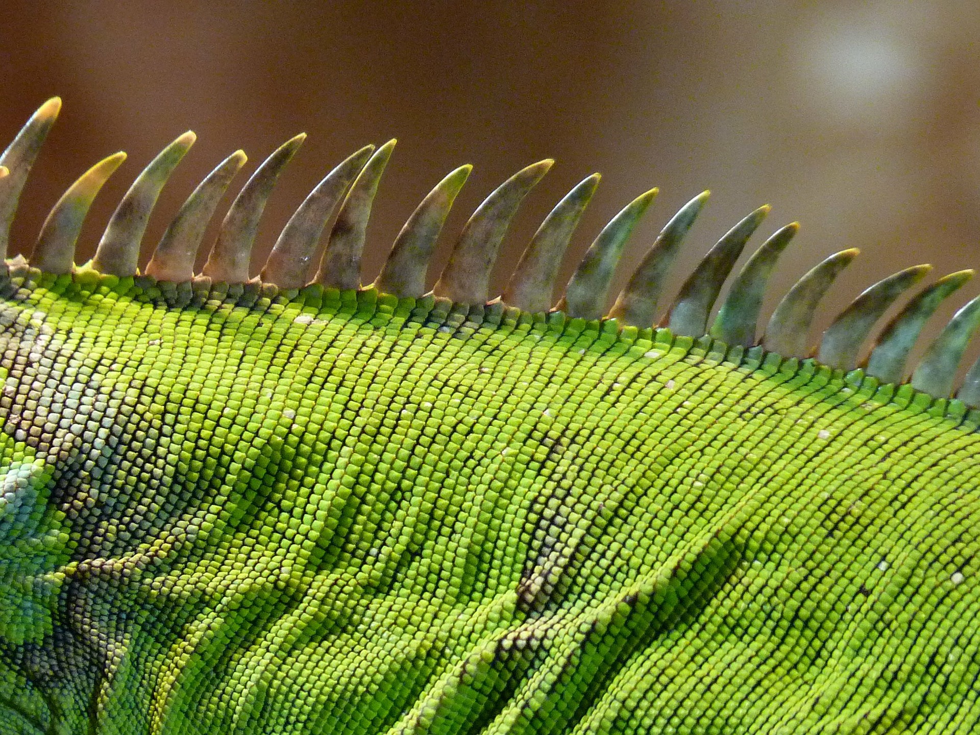 Green iguana scales