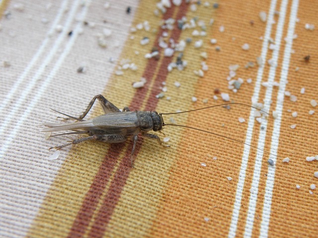 Cricket on rug