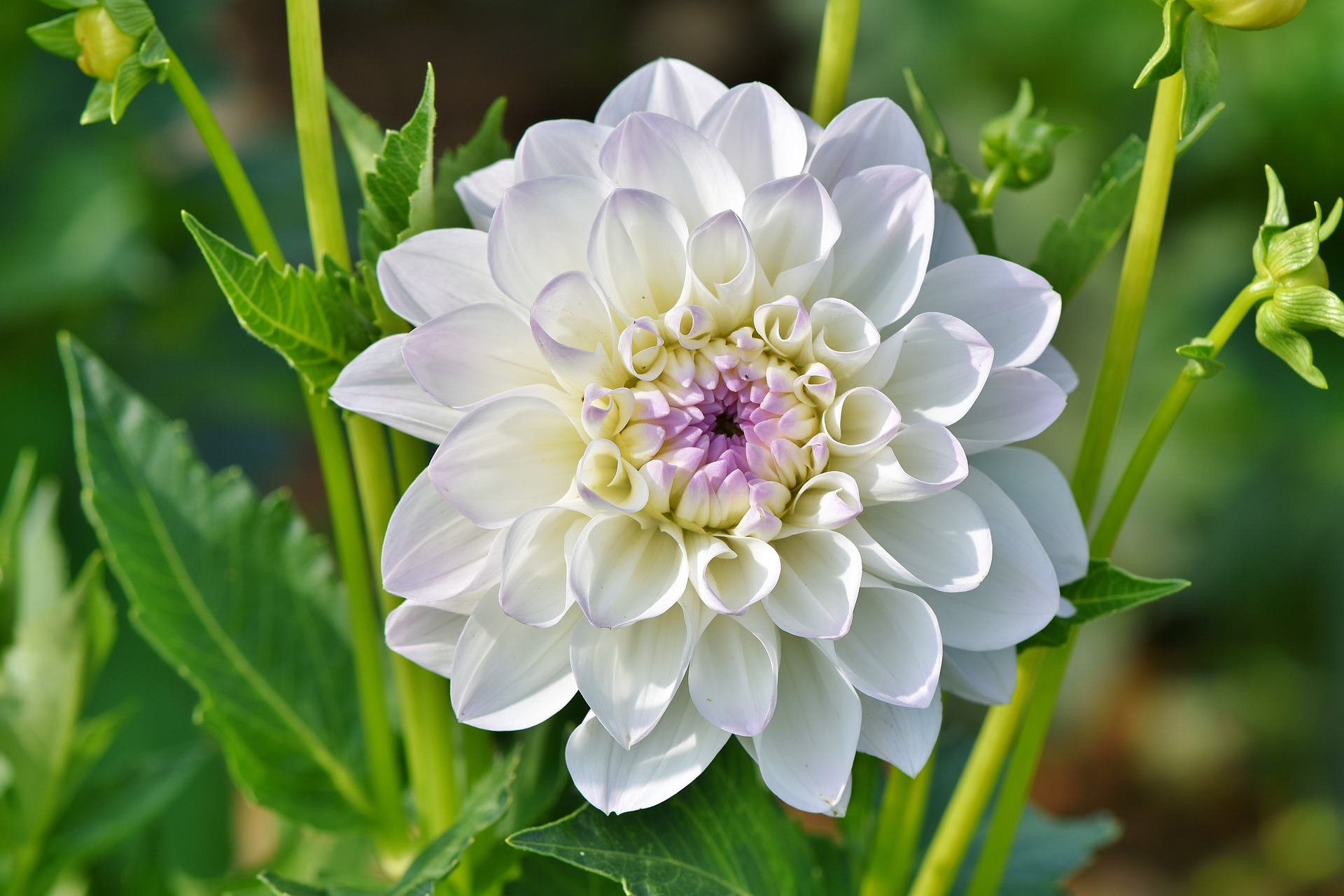 Dahlia flower