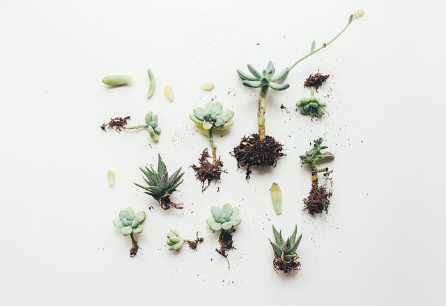 Photo of plants with exposed roots