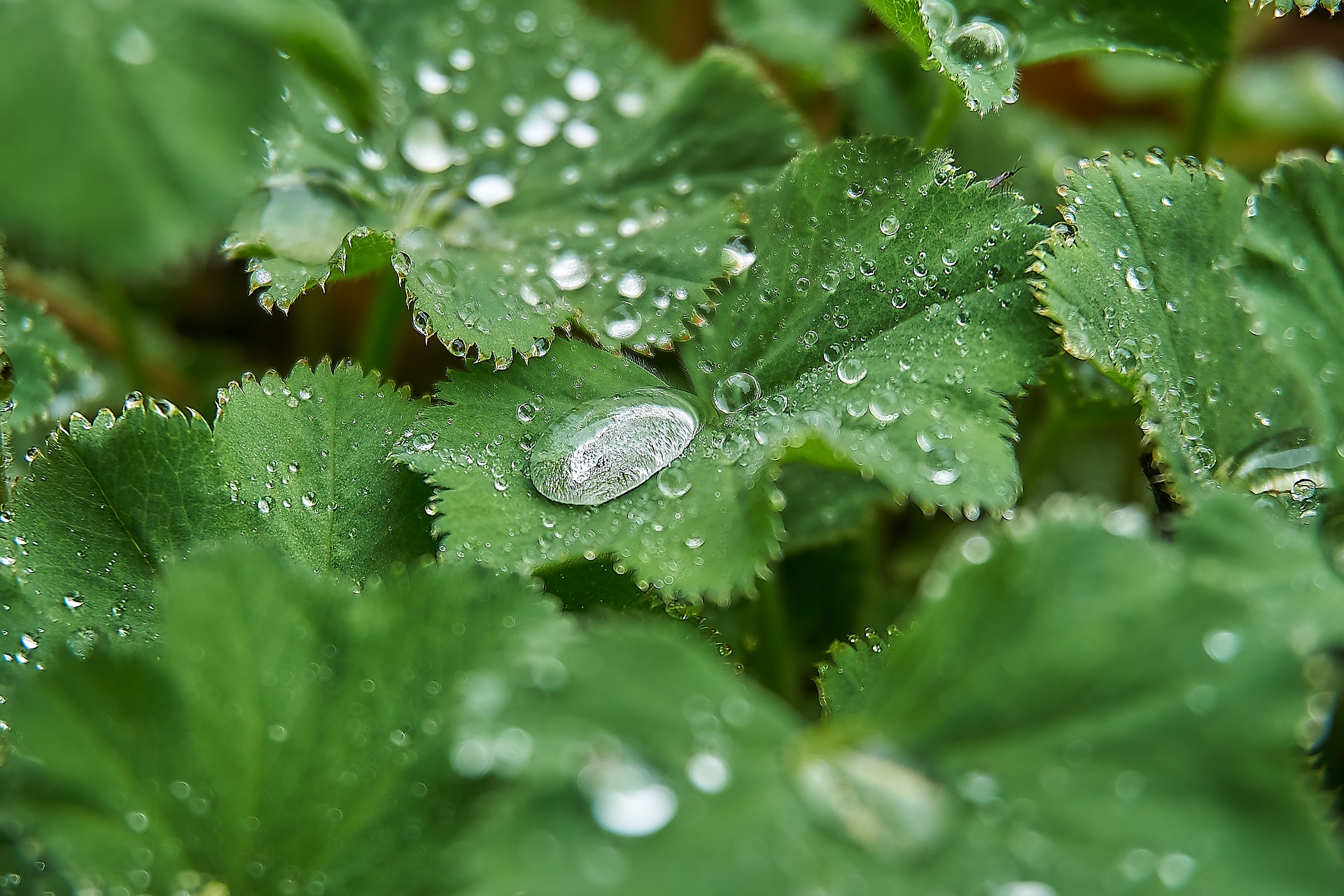 Lady's Mantle herb