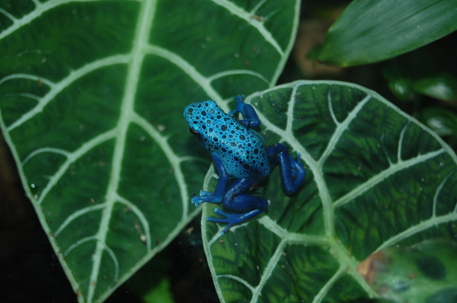 Blue poison dart frog on leaf