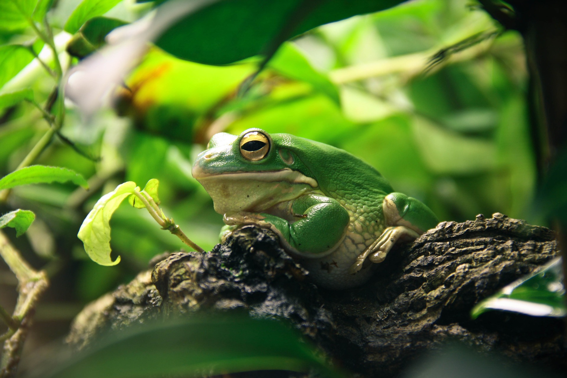 Frog on leafy branch