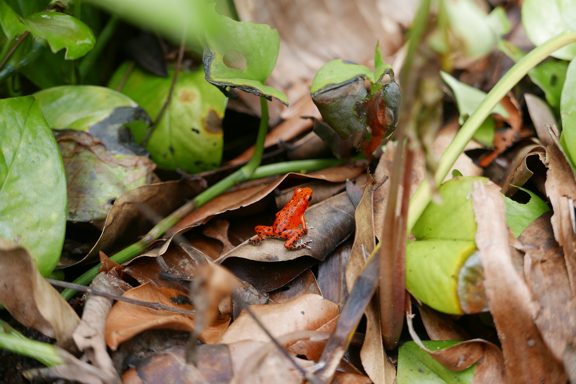 Red poison dart frog in wild