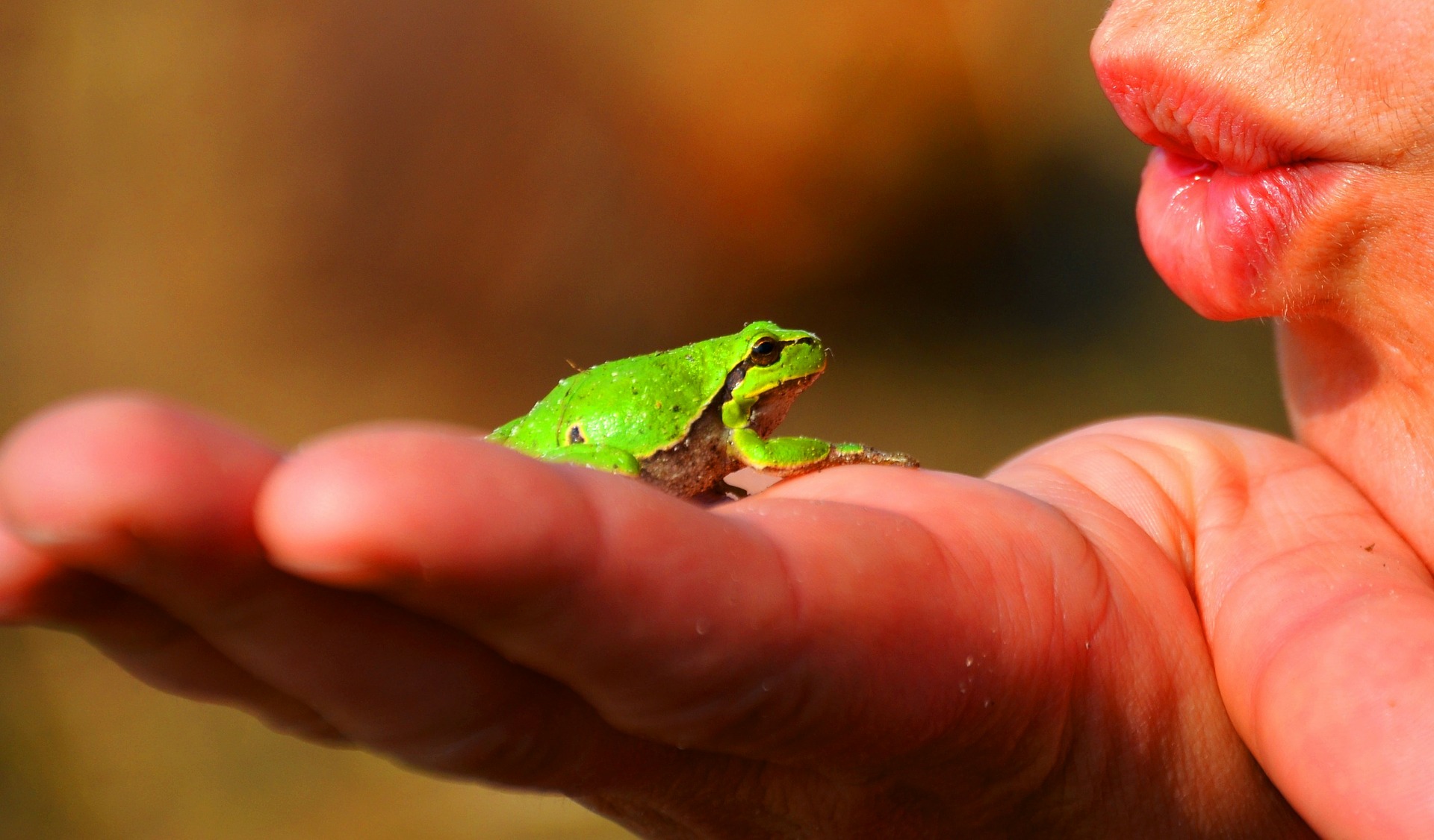 Photo of small frog in a palm