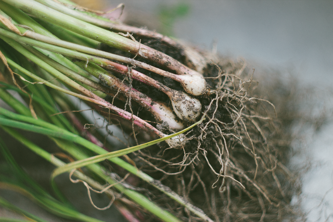Photo of garlic plant roots